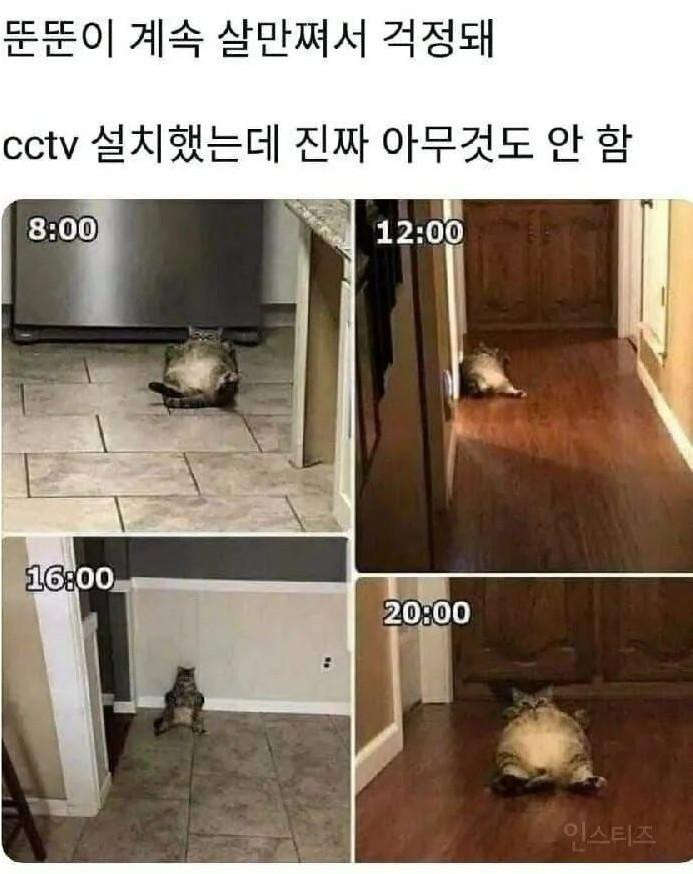 고양이가 계속 뚱뚱해져서 CCTV 설치해봄
