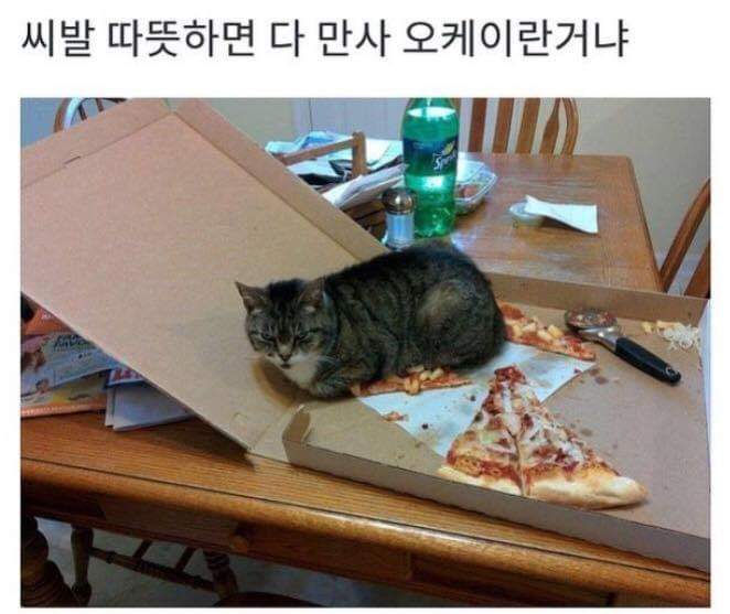 냥아치 ㅋㅋ