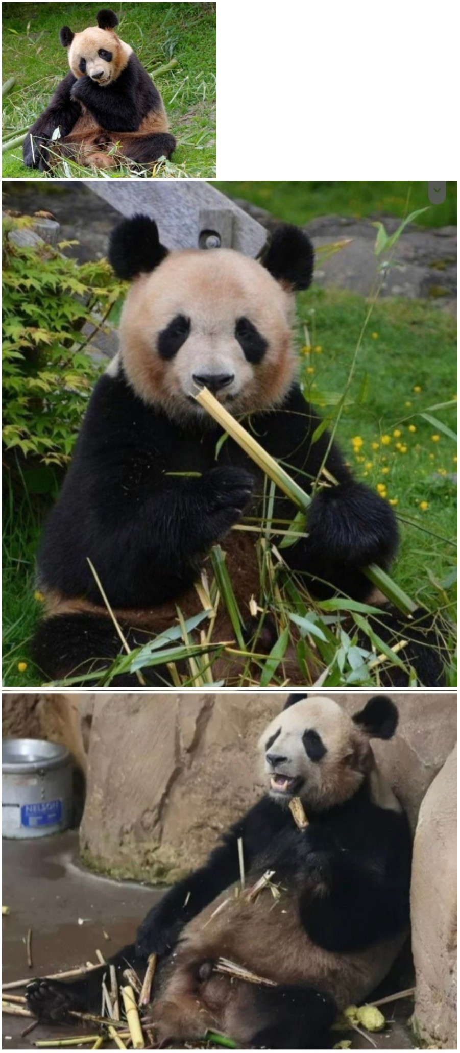 푸바오 짝짓기 상대 1순위 위안멍