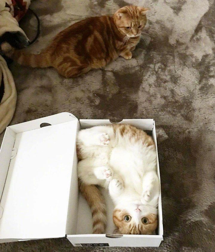 박스냥이 - 꾸르