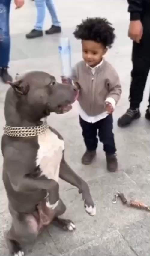 개한테 죽을뻔한 아기 ㄷㄷ