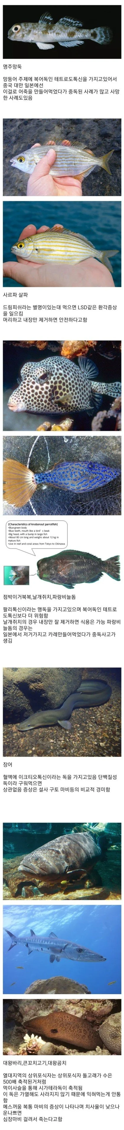 실수로 잘못 먹으면 위험한 생선들