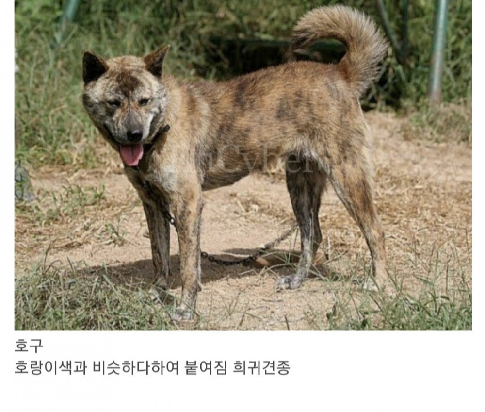 의외로 많다는 진돗개의 종류